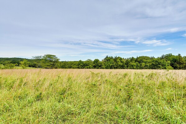 Um campo com grama alta e árvores ao fundo.