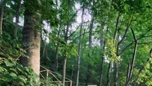 A wooden staircase in a forested area with railings on both sides. - Kellerman’s at Villager-Pool, Resort Dock (Somerset)