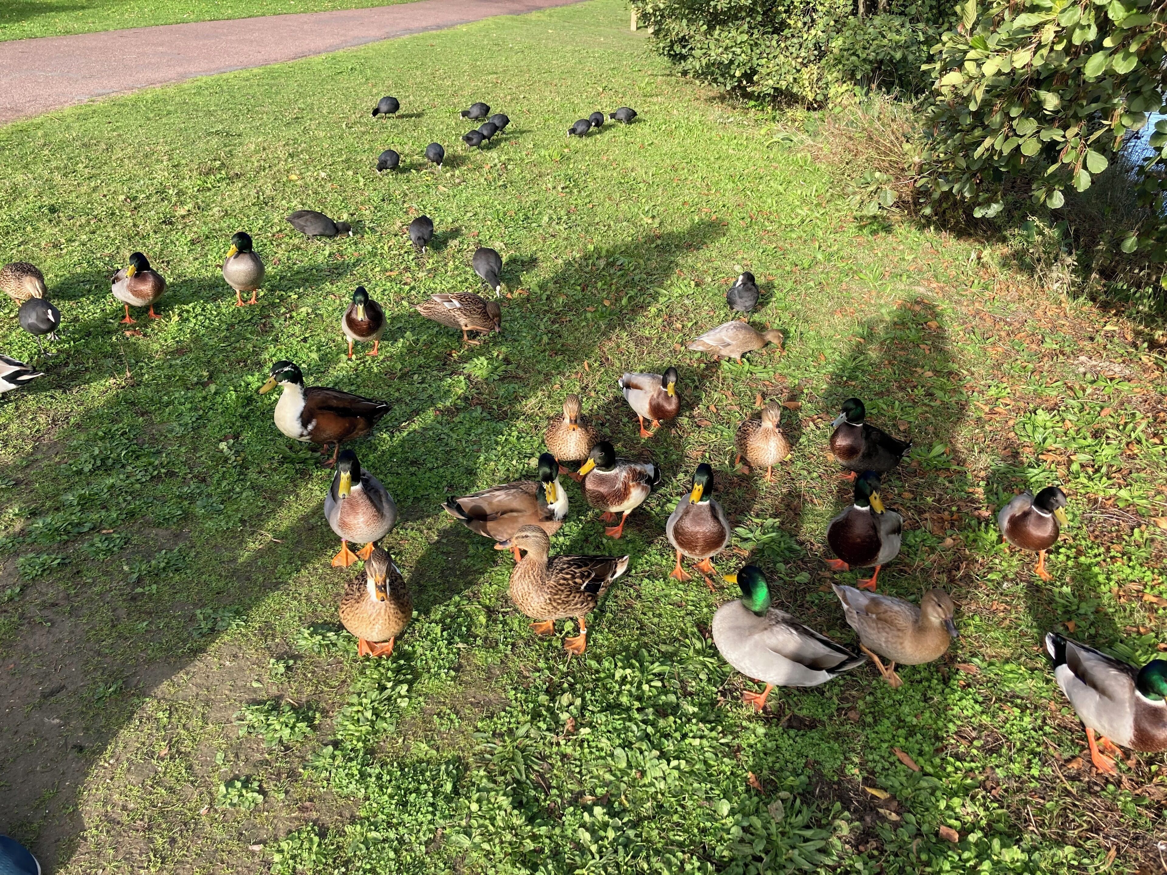 A group of ducks on a grassy area with a path and bushes in the background.