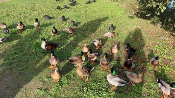 A group of ducks on a grassy area with a path and bushes in the background.