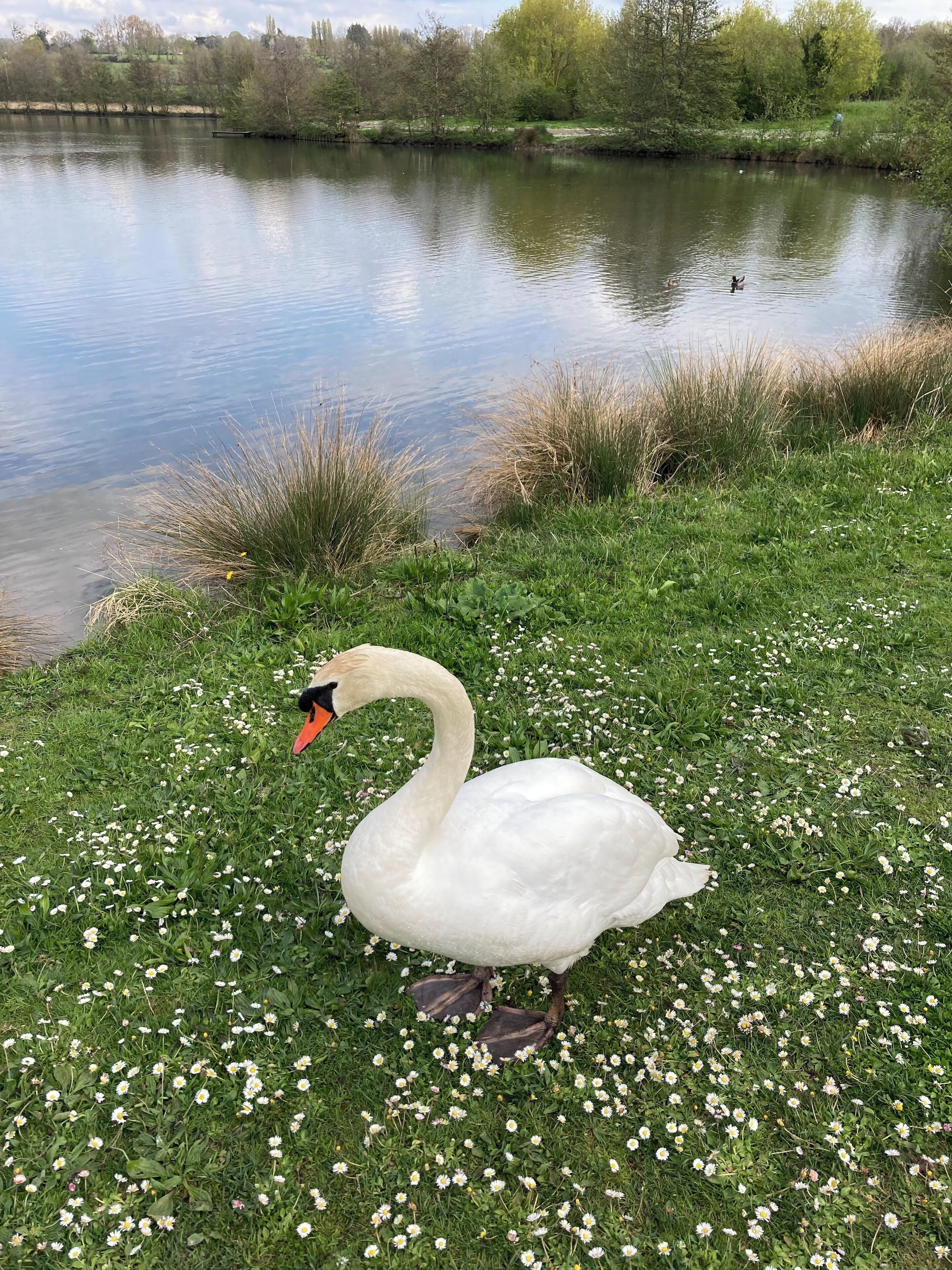 Ein Schwan auf einer Wiese in der Nähe von Wasser.