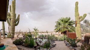 Un jardí al desert amb cactus, una petita bassa i una palmera.