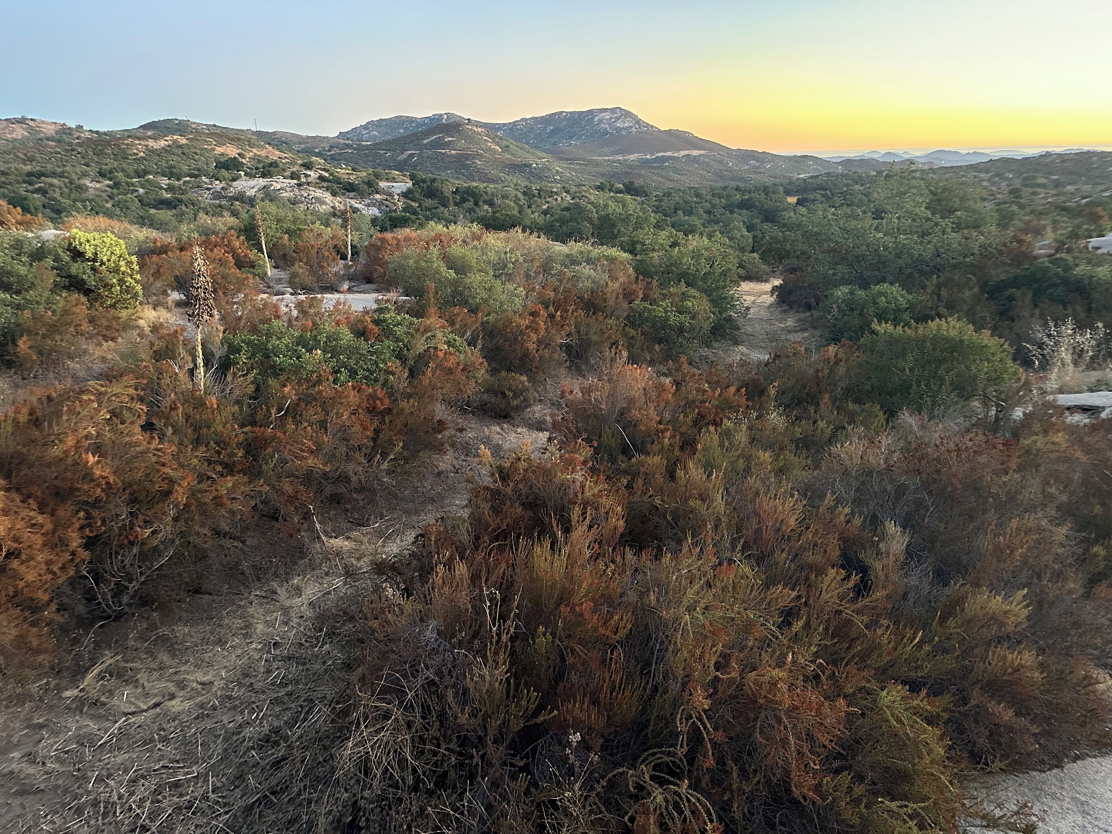 A natural landscape with a dirt path, dense shrubbery, and distant mountains.