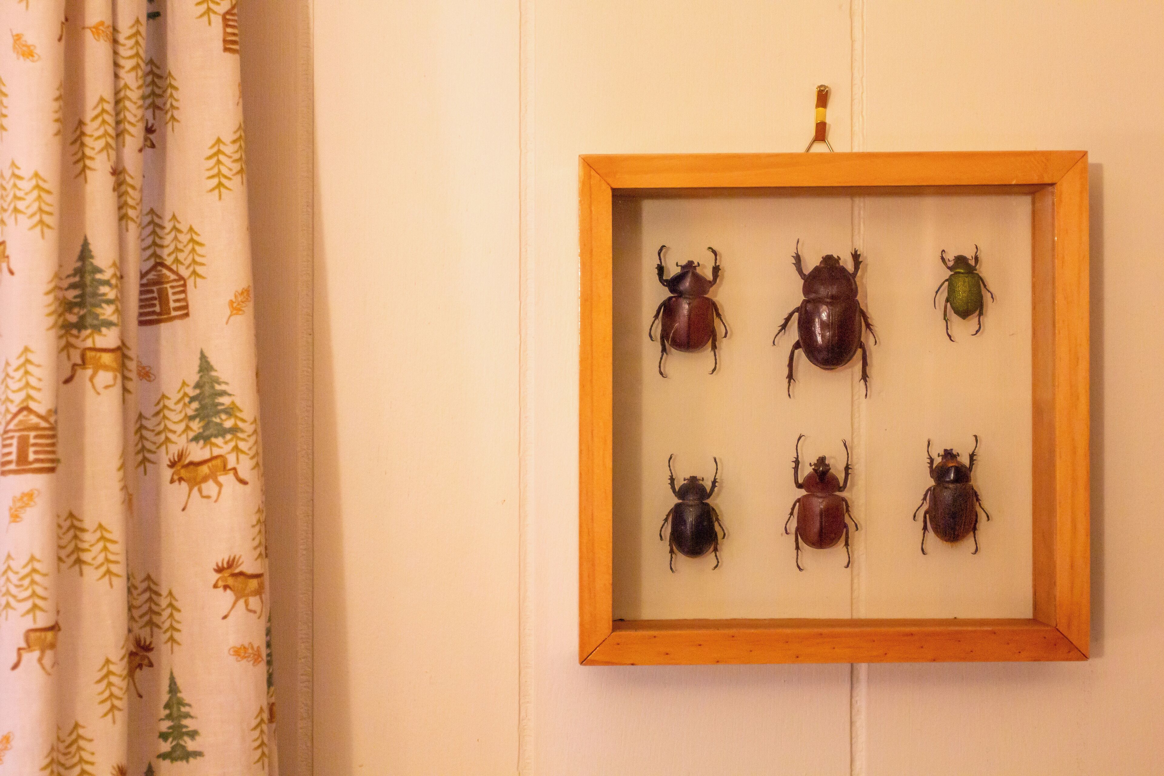 Une collection de six scarabées encadrés, accrochée au mur.