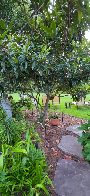 A garden with a variety of plants, a stone pathway, and outdoor furniture. - The Elderberry Studio (Wanchese)