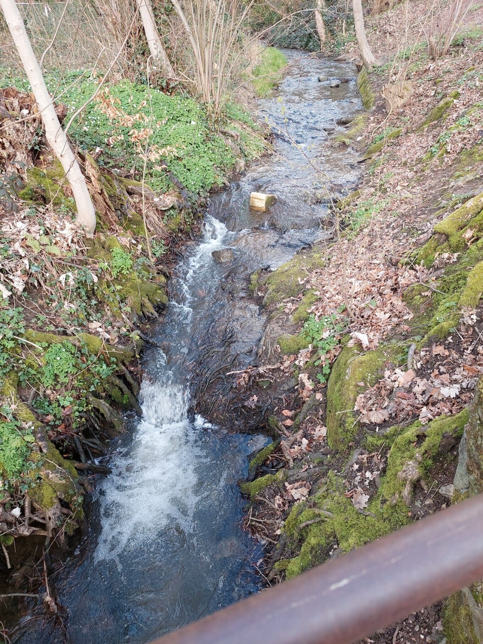 Ein schmaler Bach fließt durch ein bewaldetes Gebiet mit moosbewachsenen Steinen und Bäumen.