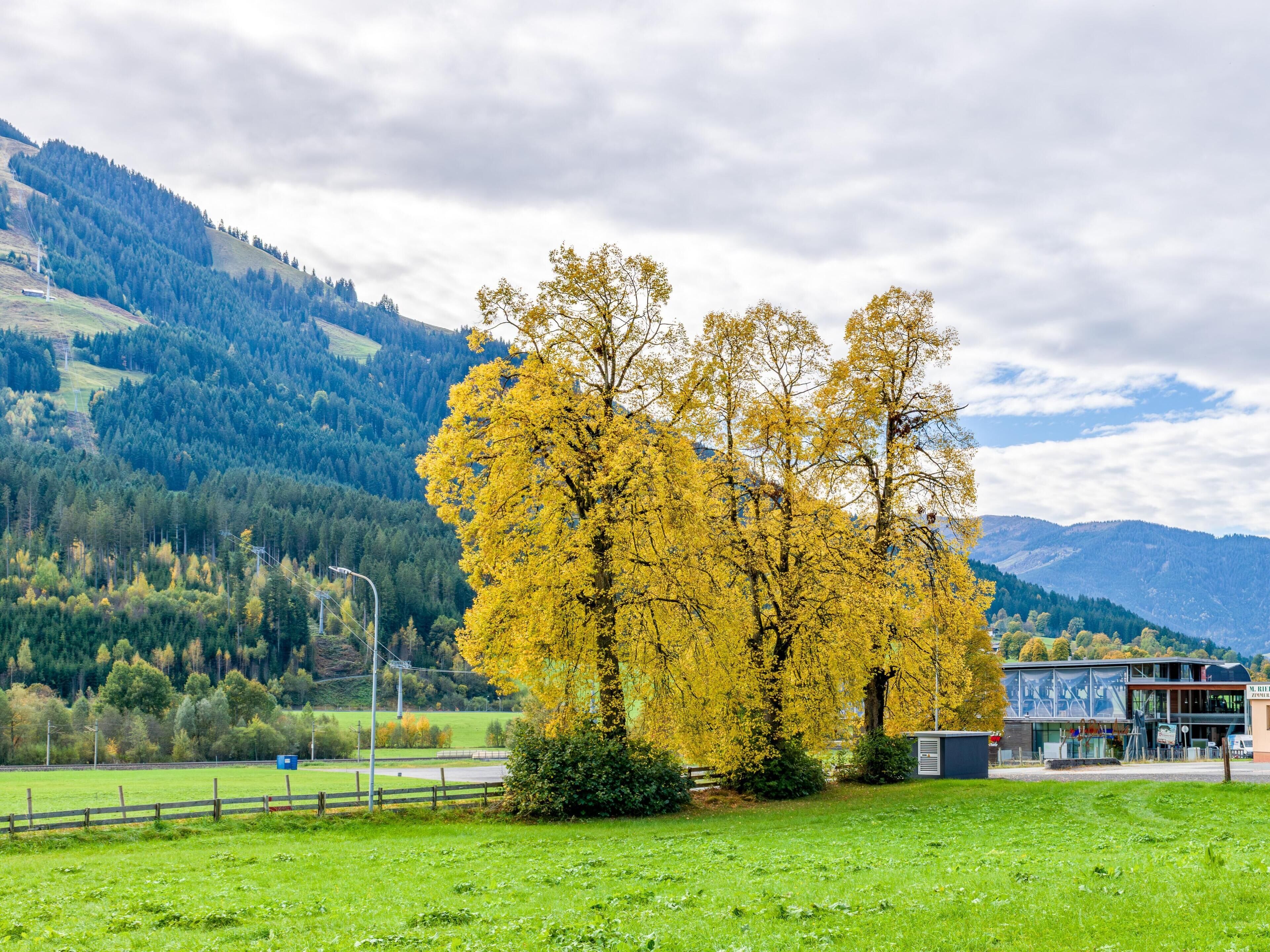 Un paysage rural avec un arbre jaune bien visible, un bâtiment portant une enseigne et une montagne en arrière-plan.