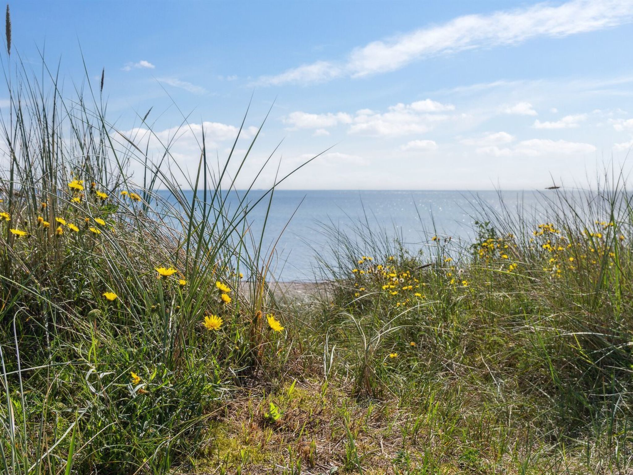 Eine Küstenlandschaft mit hohem Gras und gelben Blüten, die zu einem Strand mit dem Meer im Hintergrund führt.