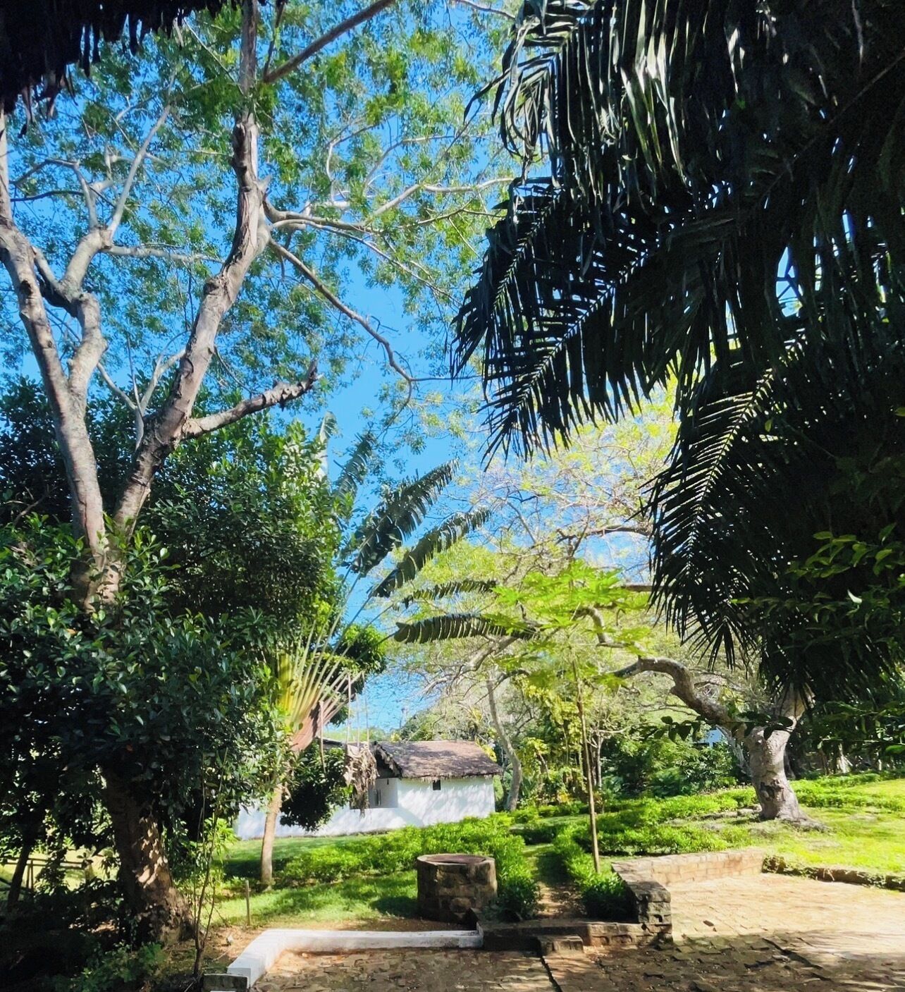 A serene garden with a white building, lush greenery, and a clear blue sky.
