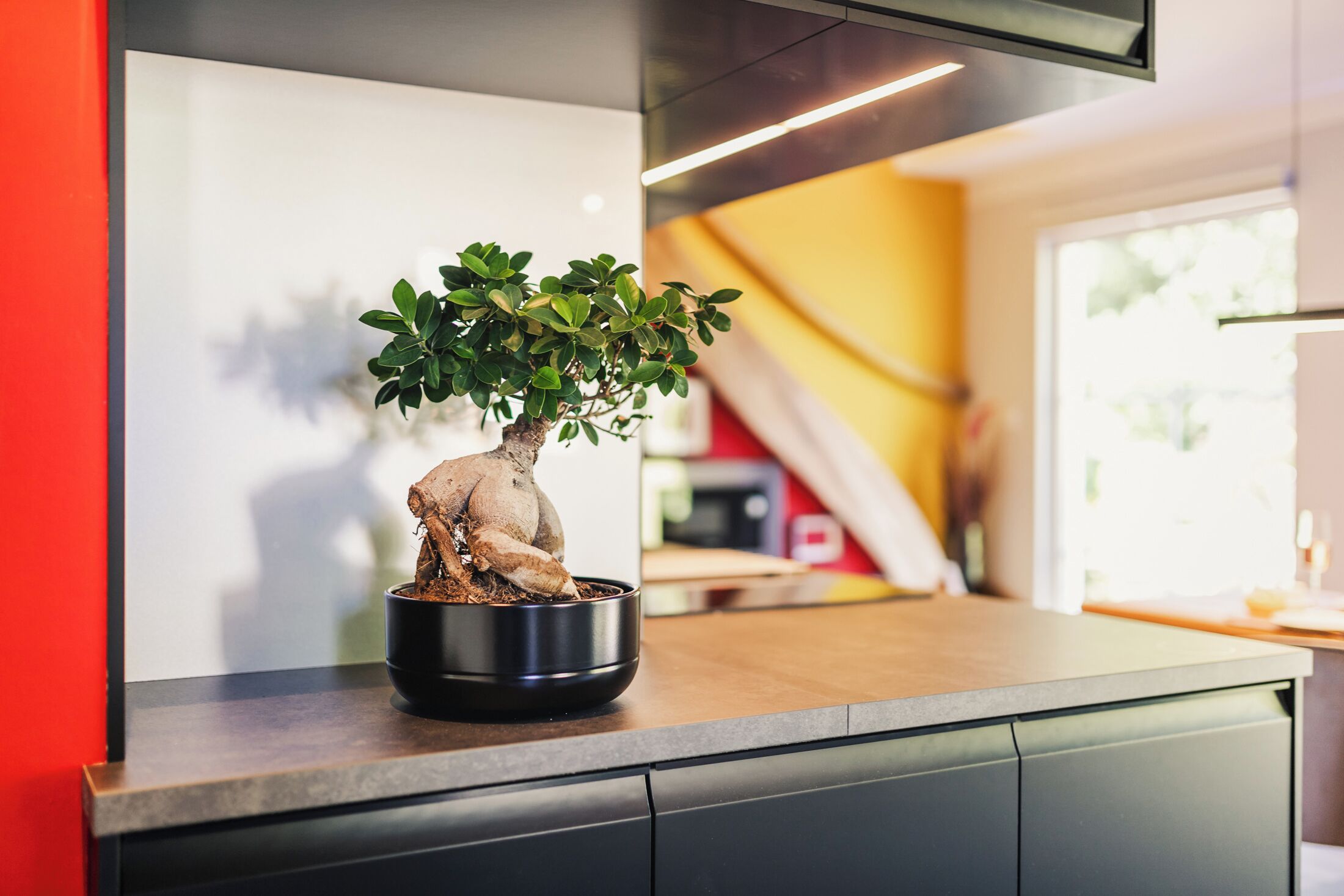 Un bonsai in vaso nero su un piano di lavoro in cucina.