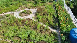 Vista aérea de un jardín con un sendero de piedra, diversas plantas y un elemento decorativo de agua azul.