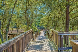 Walk along the winding boardwalk through the serene forest surroundings.