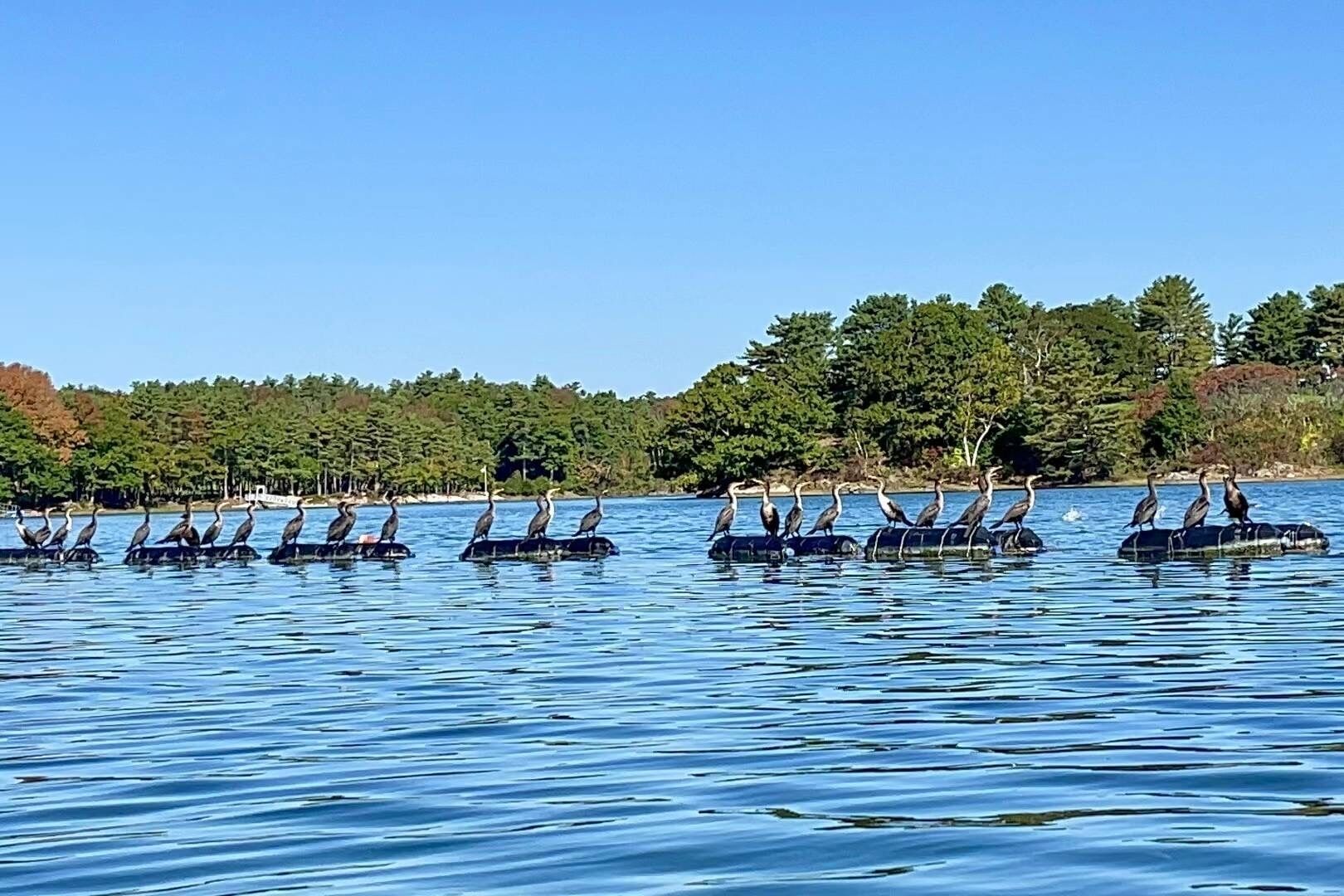 Eine Reihe von Booten auf einem ruhigen See mit bewaldeter Uferlinie im Hintergrund.