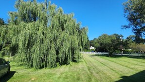 A grassy area with a large weeping willow tree and a white fence in the background.