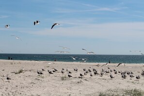 Sun-loungers - Steffis-Strand-School Cuxhaven Oyster (Cuxhaven)