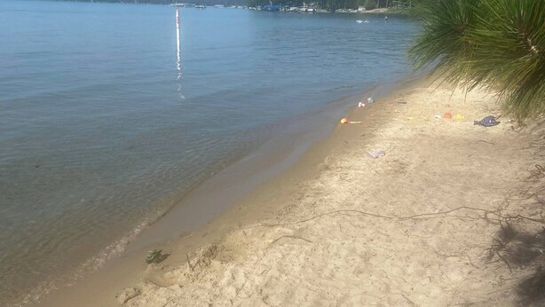 Une plage à l’eau claire, avec un rivage sablonneux et un pin.