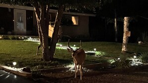 Un cervel al pati demanant llum de fanals de carrer de nit.
