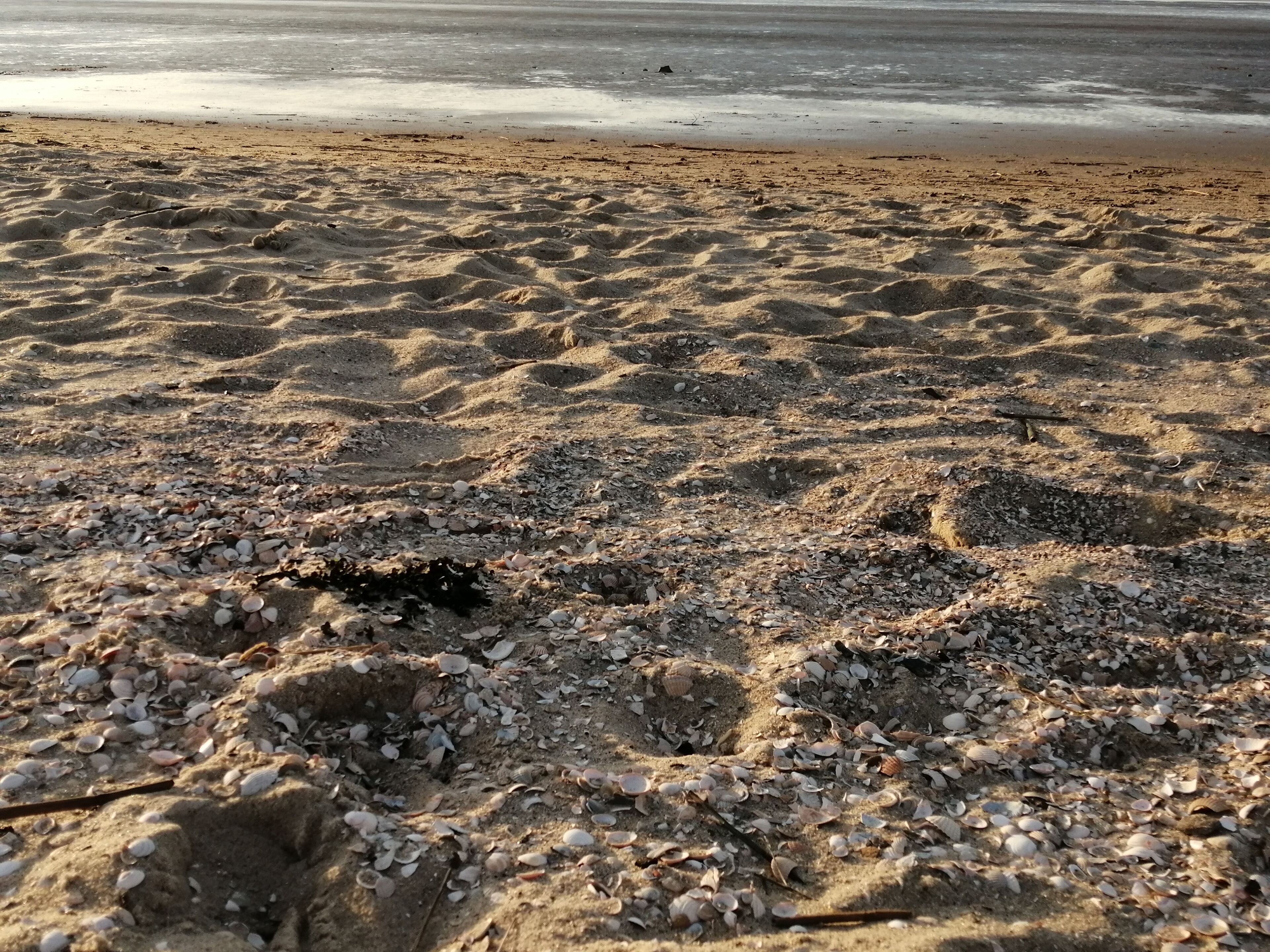 Ligstoelen aan het strand