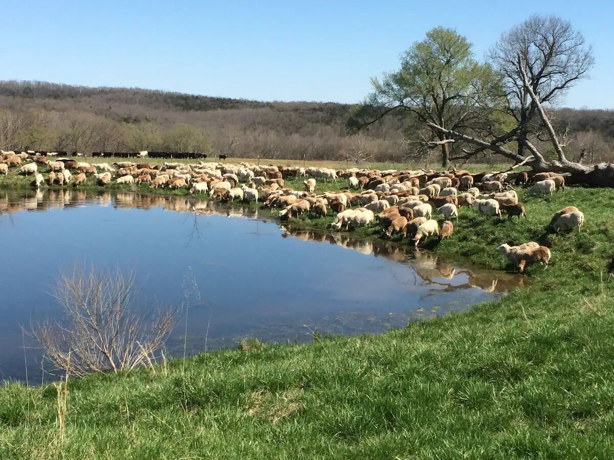 A large herd of sheep grazing near a pond in a grassy field.