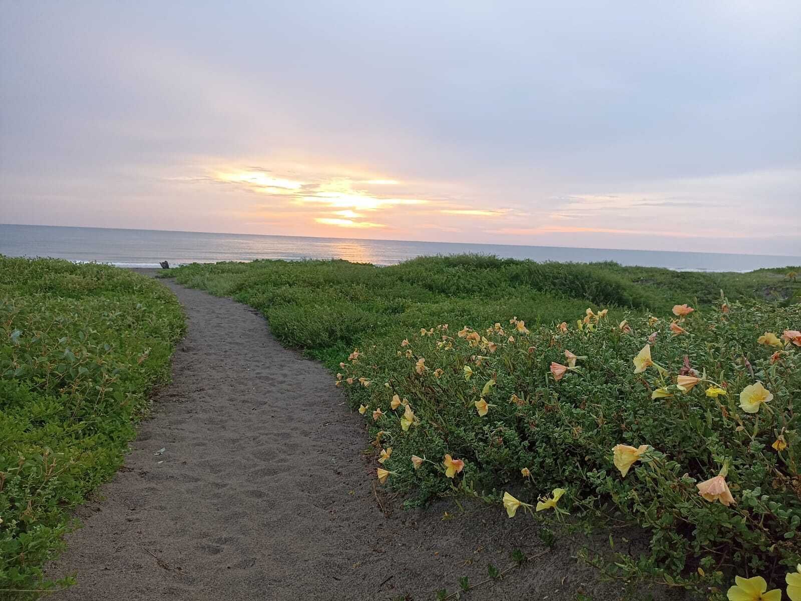 A pathway leading to the sea with a sunset in the background.