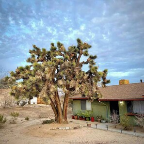 Un paysage désertique avec un yucca géant bien visible au premier plan et un petit bâtiment avec un toit rouge en arrière-plan.