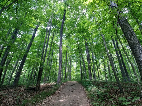 A forest path surrounded by tall trees with dense green foliage.