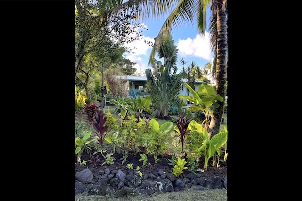 Property grounds - Aloha Bungalow, Garden Level 1 Bedroom, walking distance to Kehena Beach. (Pahoa)