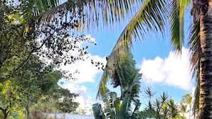 Un jardin avec différentes plantes et un bâtiment en arrière-plan.