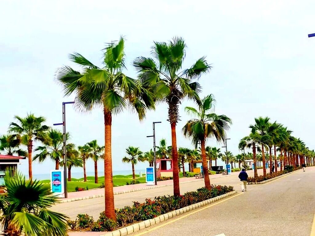 A coastal road lined with palm trees and street lamps.
