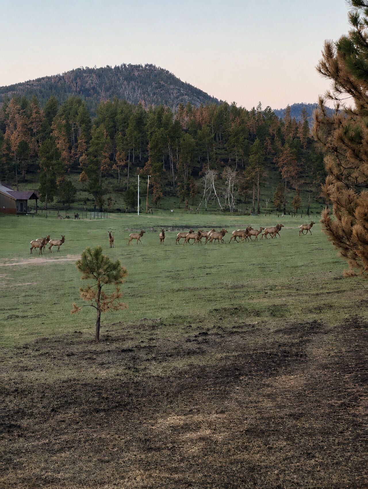 Un campo cubierto de hierba con una manada de ciervos, un edificio pequeño y una colina boscosa al fondo.