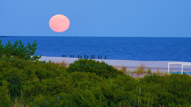 A beach with a ship in the distance, a large moon, and dense greenery in the foreground. - Direct Beach access! 2 queen beds private balcony, plus an ocean to the left. (Cape May)