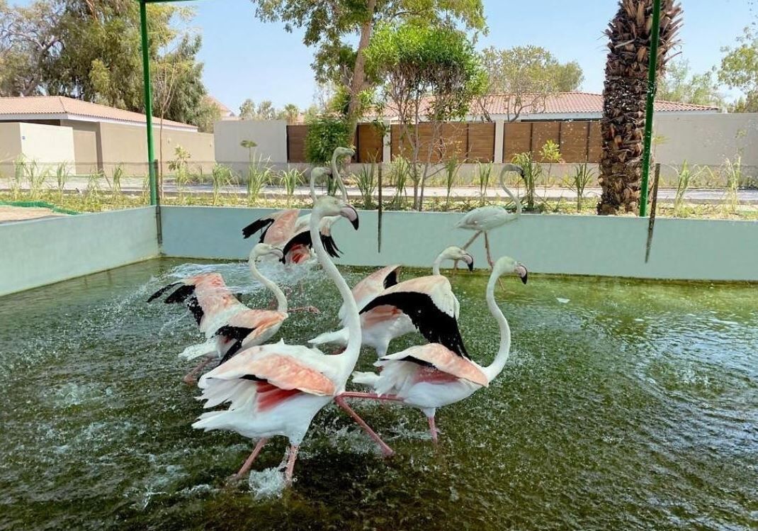 A group of flamingos in a water enclosure with a green fence and palm trees in the background.