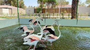 A group of flamingos in a water enclosure with a green fence and palm trees in the background.