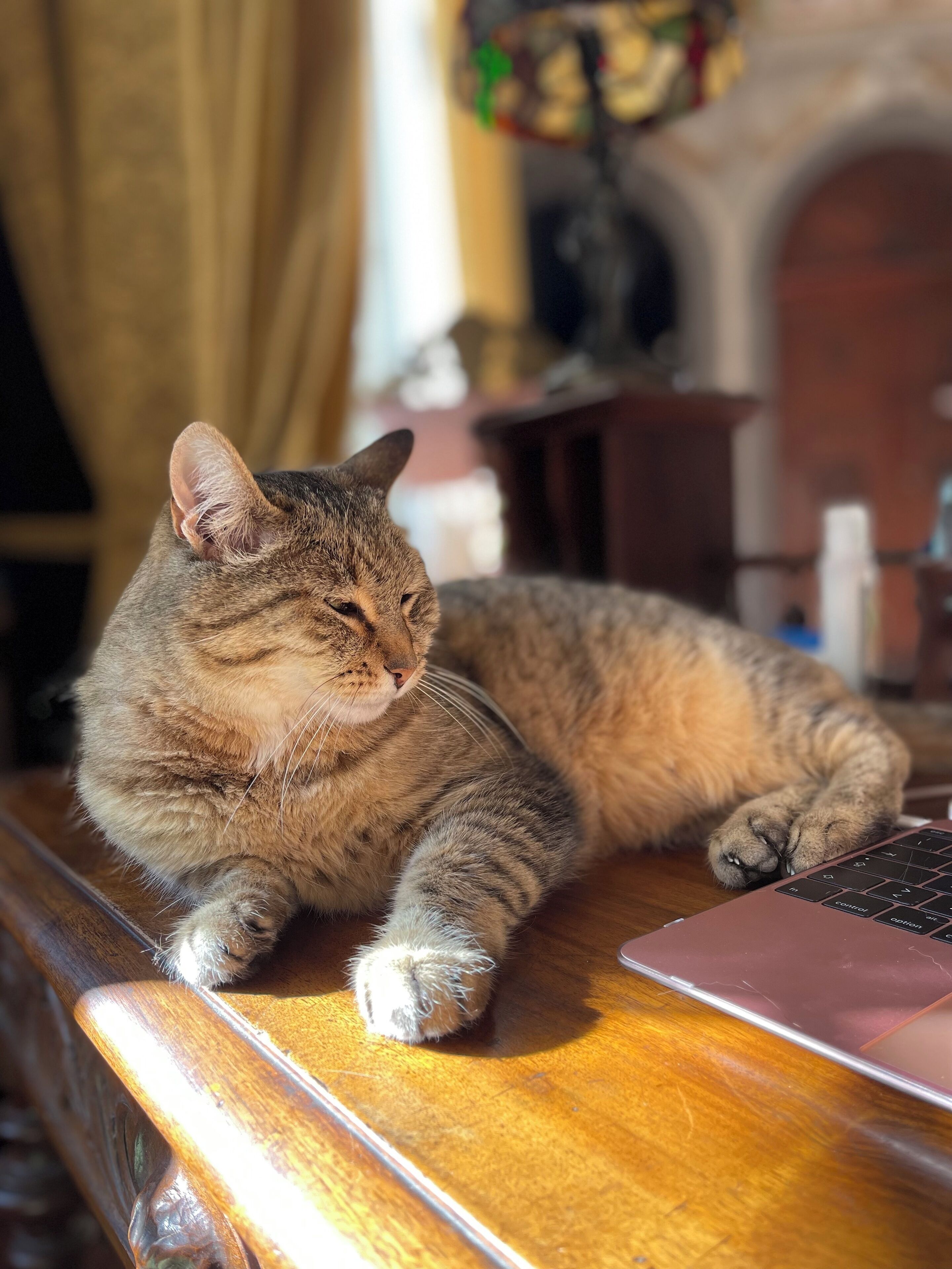 A cat lying on a wooden surface next to a laptop.