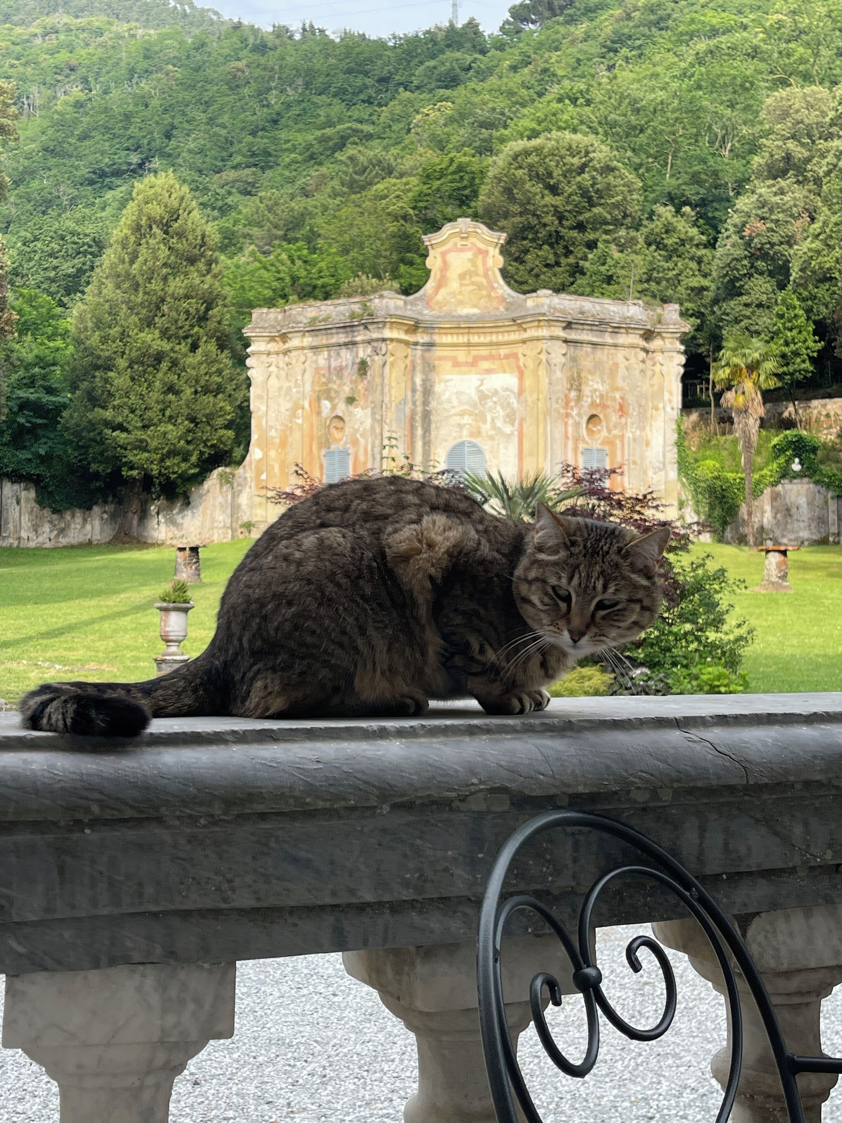 Un chat est assis sur une balustrade en pierre, surplombant un bâtiment historique, avec en arrière-plan une végétation luxuriante.