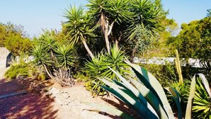 Un jardin agrémenté de plantes d’agave et d’un mur en pierre.