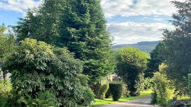 A rural road flanked by dense greenery and trees.
