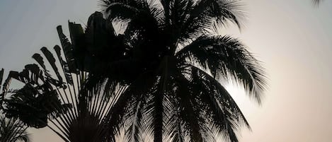 A beachside area with palm trees, a pool, and a view of the ocean.