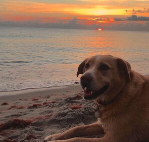 Liegestühle, Strandtücher