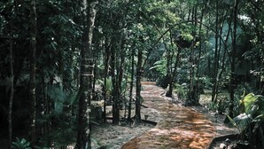 A narrow, winding path through a dense, tropical forest. - Cozy Jungle Retreat, Private Indoor Pool, Breakfast, 5 mins to the Beach (San Miguel de Cozumel)