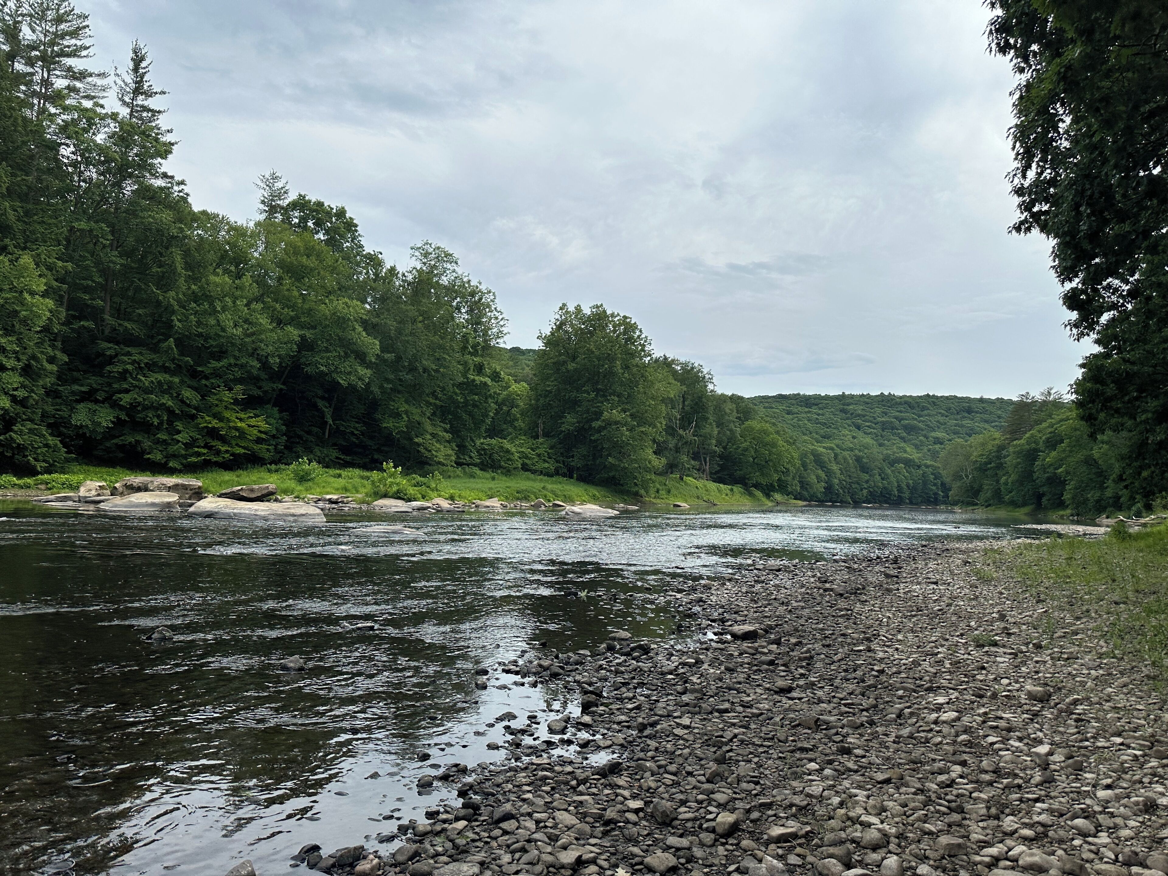 A river with a rocky shore, surrounded by dense forest.