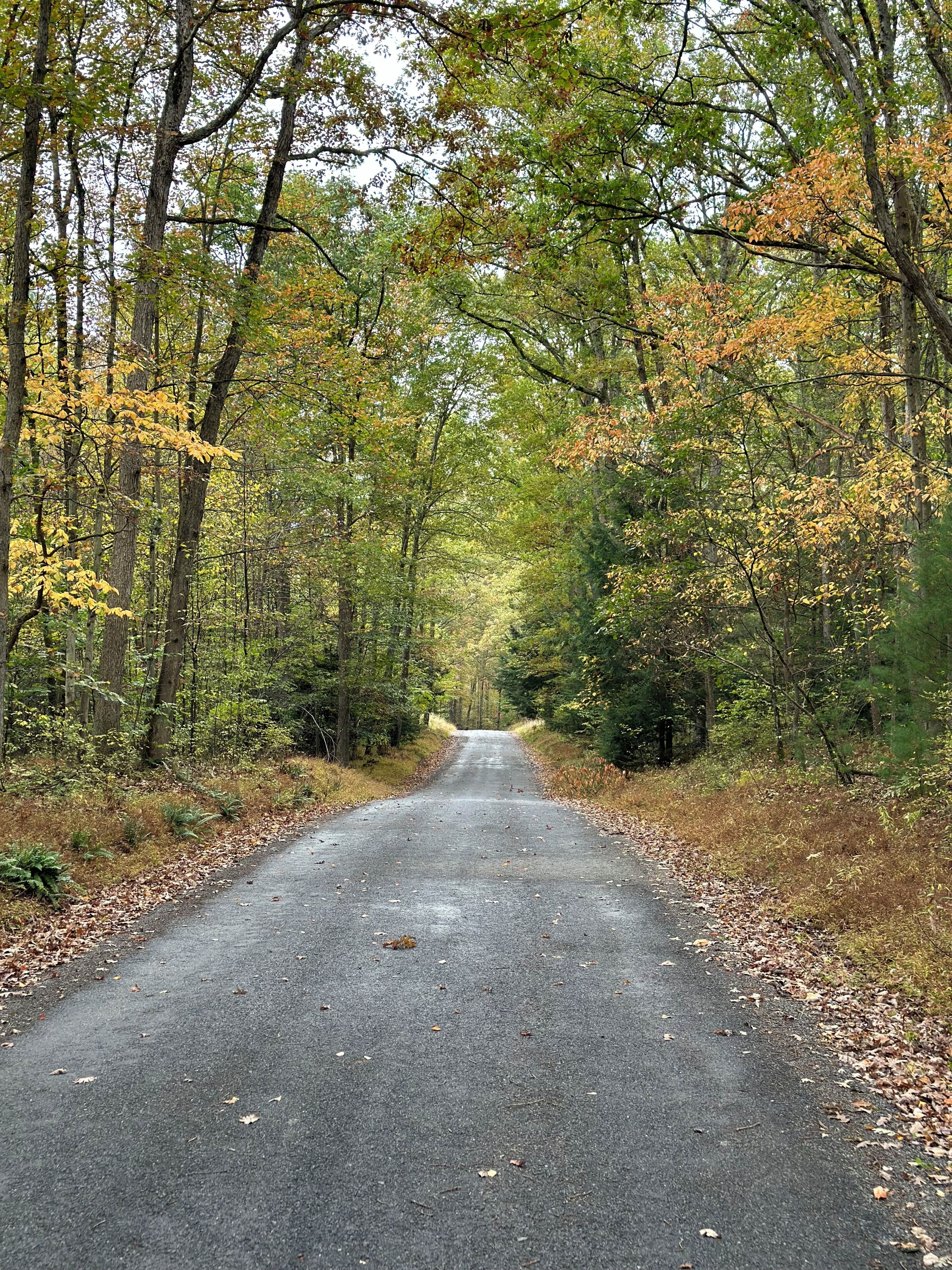 A paved road flanked by trees with yellow leaves, leading into a forest.