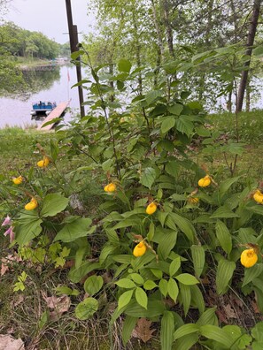 Property grounds - Private Trillium Lake Log Cabin-Sauna & Nature Escape (Hackensack)