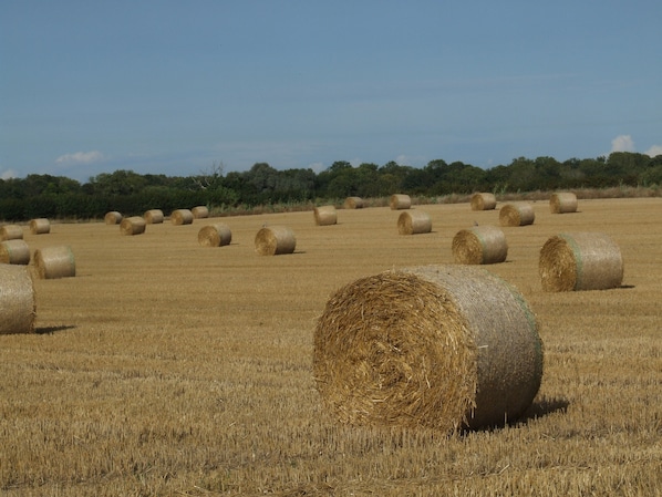 Un campo con numerosas bolas de heno.
