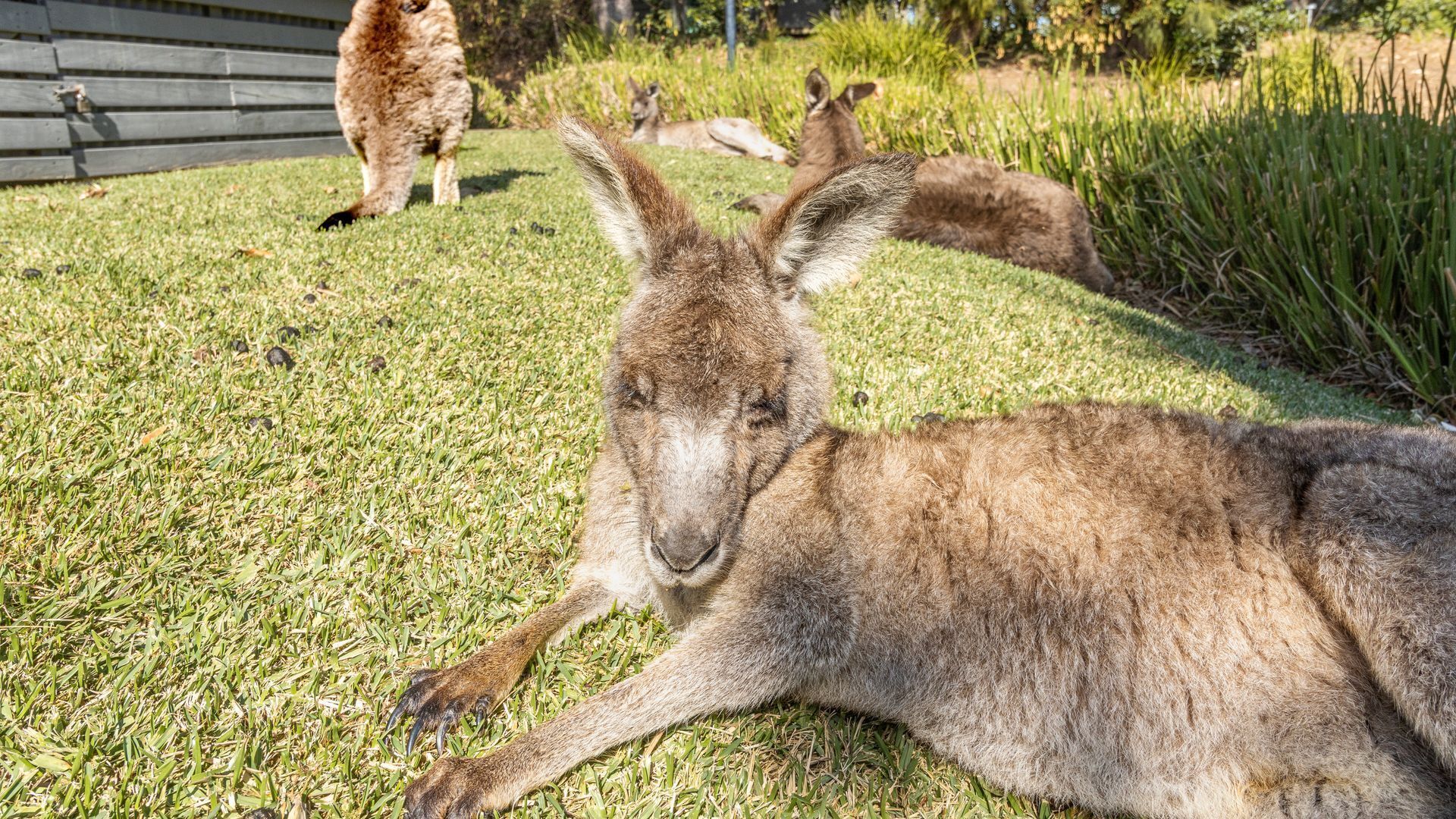 A kangaroo lying on grass with another kangaroo in the background.