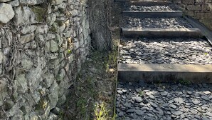 A stone wall with a tree growing through it, leading to a gate. - Cabane Insolite L'alrance (Bozouls)