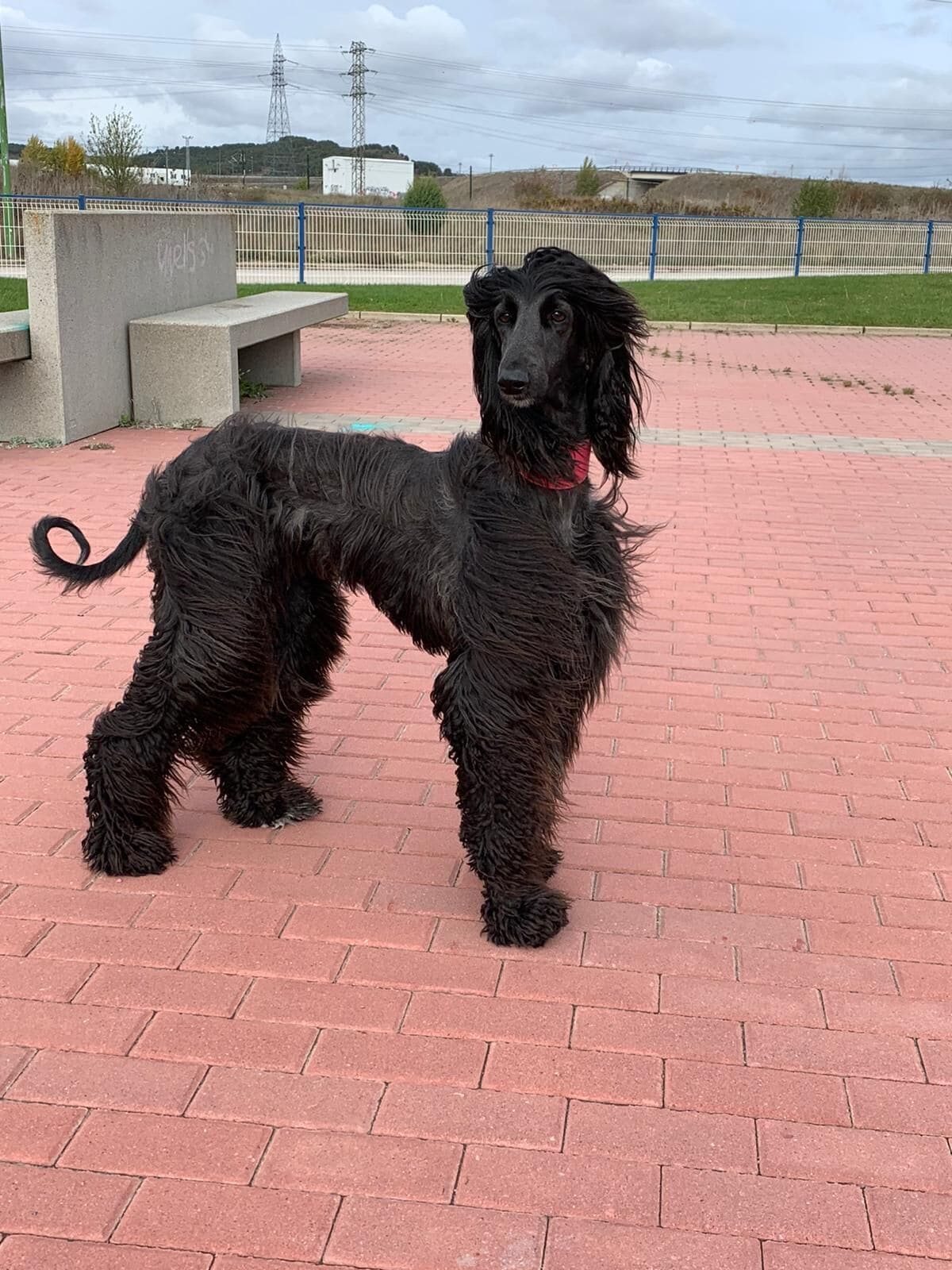 En sort hund står på en brostensbelagt vej.