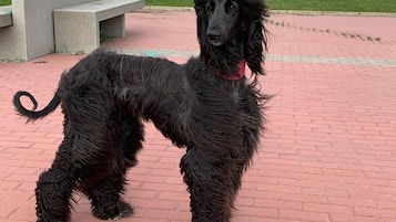 En sort hund står på en brostensbelagt vej.