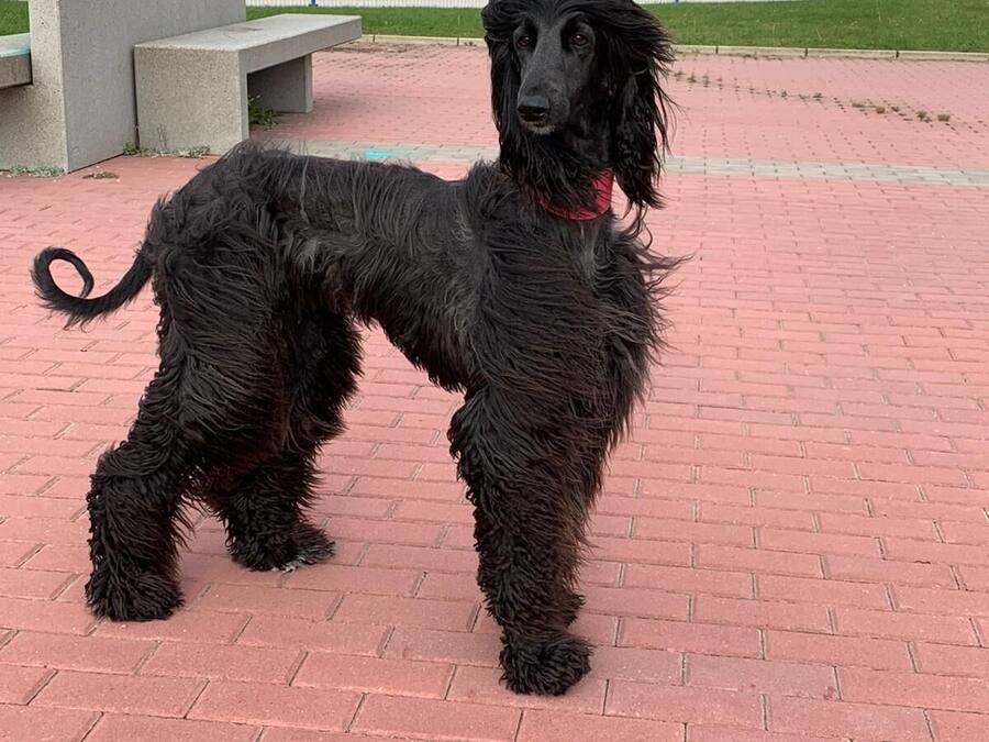 Ein schwarzer Hund steht auf einem Backsteinpflaster.