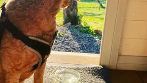Un perro de pie junto a una puerta, con un plato de vidrio en el suelo.
